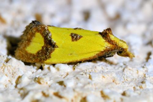 Agapeta zoegana